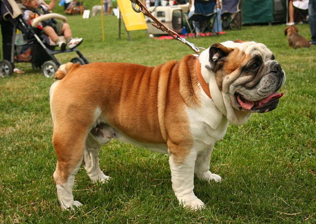 #2. Bulldog